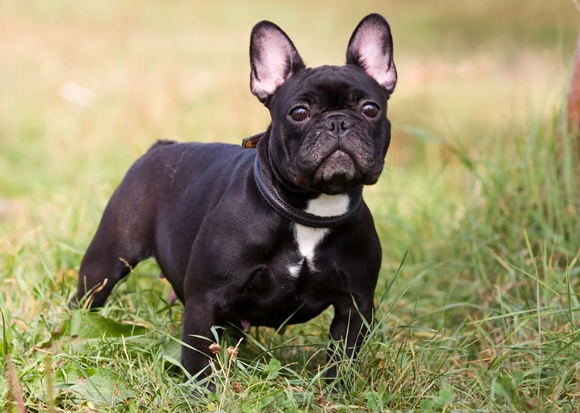 Chó Bulldog Pháp, Anh, Mỹ Mặt Xệ, Lai Đẹp, Thông Minh, Giá Tốt