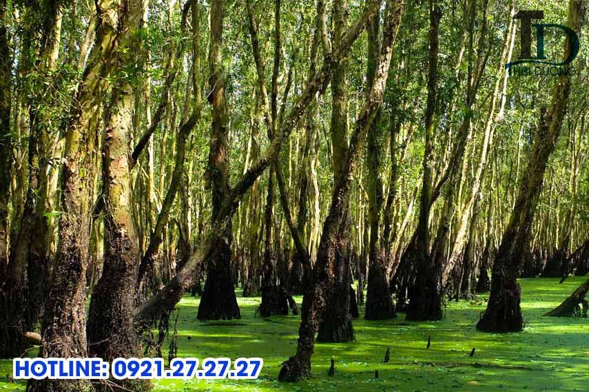 Khám phá cây tràm ở rừng U Minh tại Cà Mau