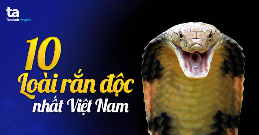  10 loài rắn độc nhất Việt Nam và cách nhận biết chúng
