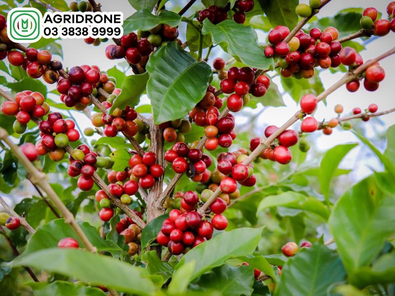 Cây cà phê được trồng nhiều nhất ở vùng nào?