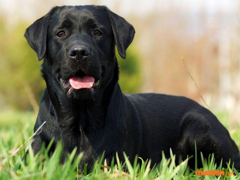 Chó đen vào nhà là điềm tốt hay xấu? Giải mã các trường hợp chó đen vào nhà