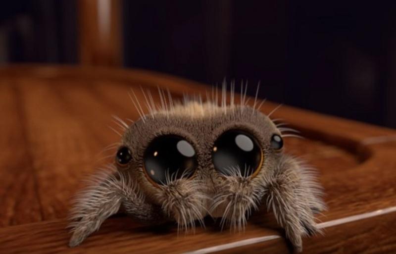 Con nhện có mấy chân? Các loài nhện phổ biến ở Việt Nam