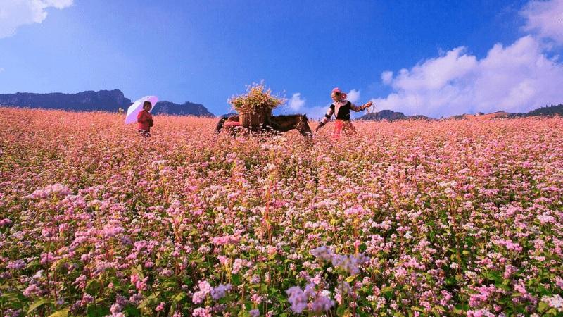 Đi Hà Giang mùa nào đẹp nhất trong năm?