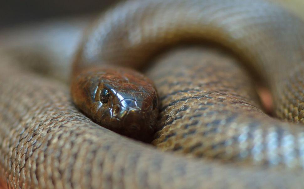 5 loài rắn nguy hiểm nhất trên hành tinh