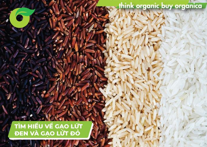 So sánh gạo lứt đen và gạo lứt đỏ: loại nào chiếm ưu thế?