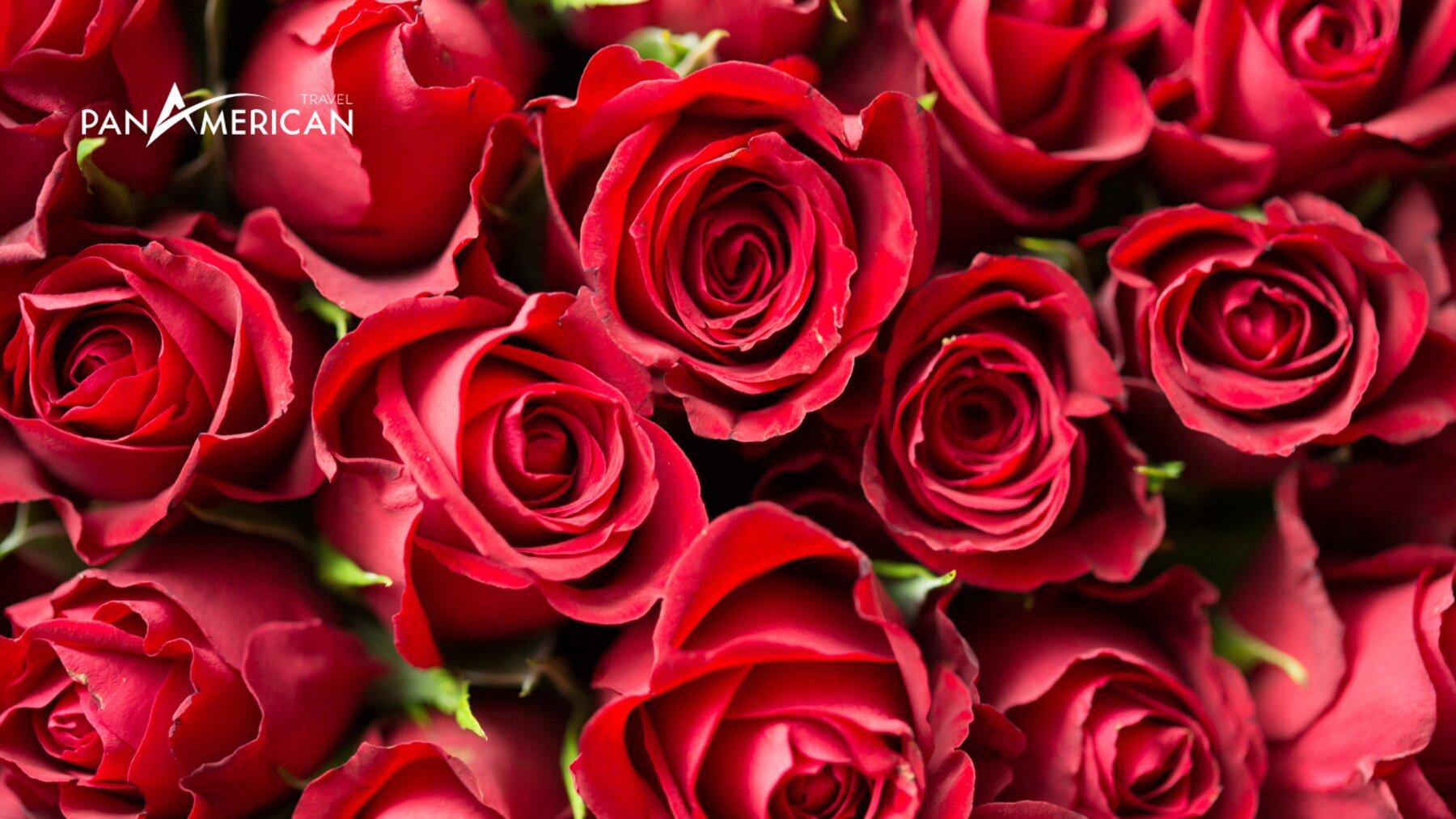 Hoa hồng - Hoa đẹp nhất thế giới