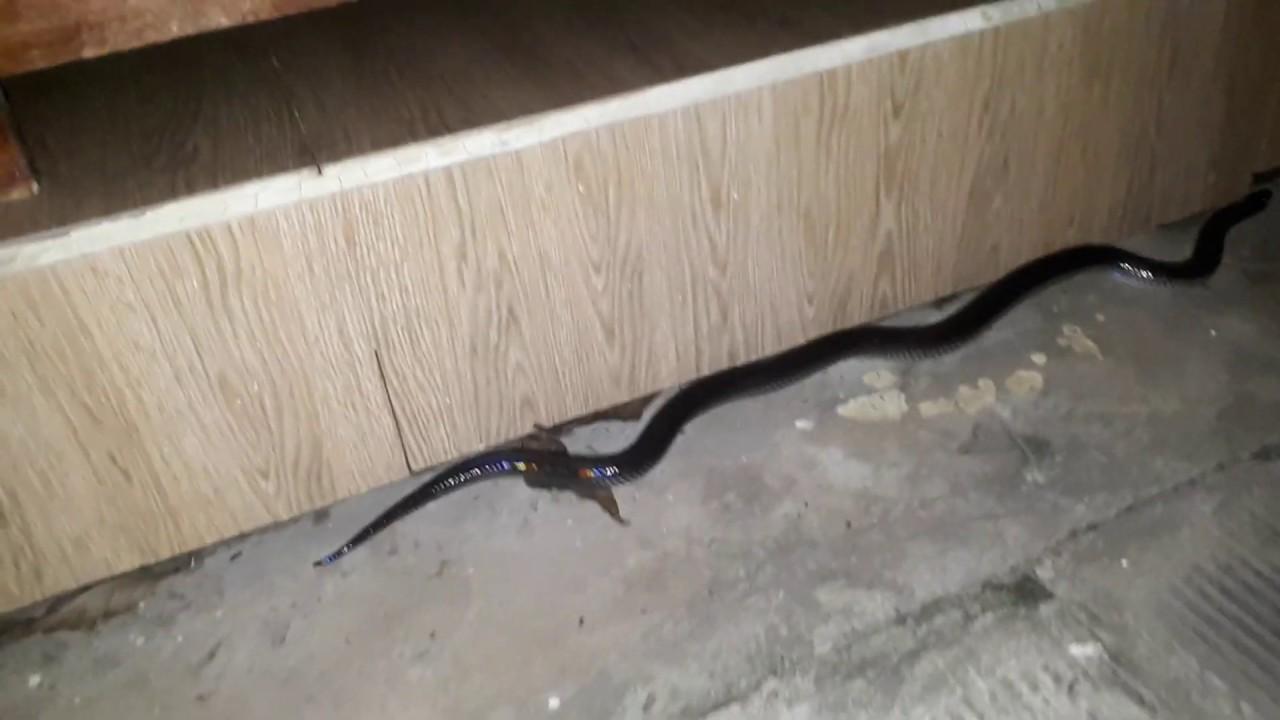 rắn hổ đất đen vào nhà
