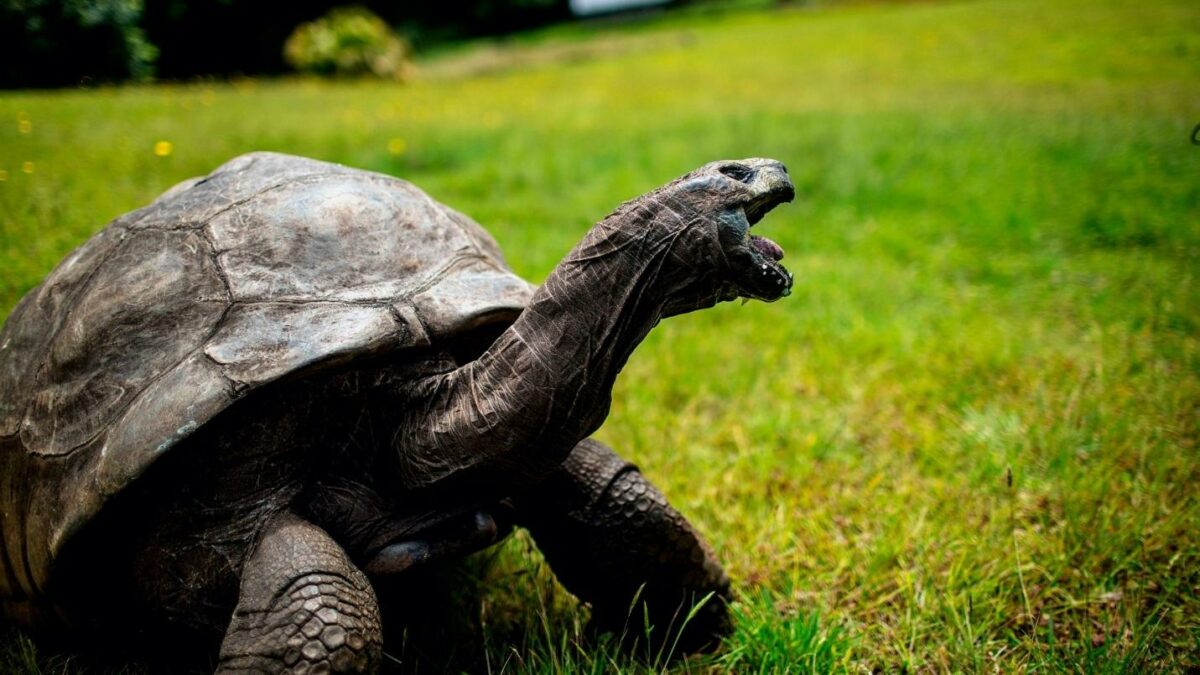 Tại sao rùa có thể sống rất lâu?