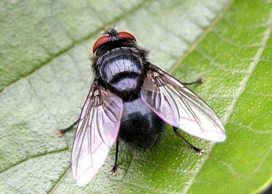 Ruồi sống được bao lâu thì chết? Vòng đời của ruồi nhà