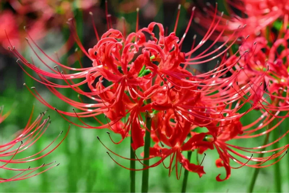 Hoa Bỉ Ngạn – Truyền thuyết và ý nghĩa đặc biệt của loài hoa bỉ ngạn