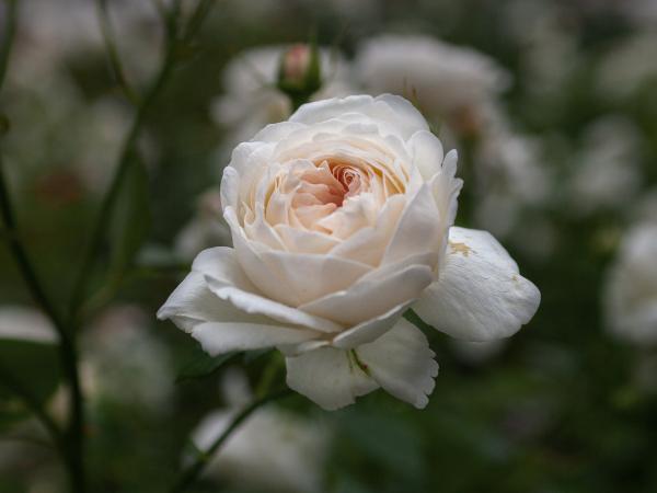 Tìm hiểu nguồn gốc và ý nghĩa của hoa hồng trắng (White Rose)