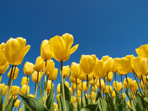 Khám phá nguồn gốc và ý nghĩa hoa tulip theo từng màu sắc khác nhau