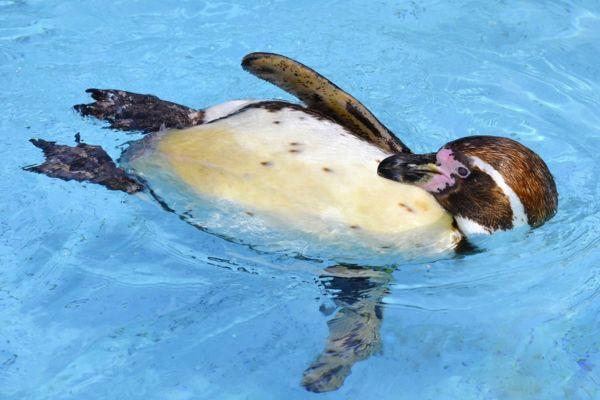 Chim cánh cụt đẻ trứng hay đẻ con: Những bí mật thú vị