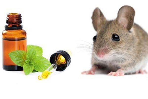 Chuột sợ mùi gì nhất: 8 mùi hương đuổi chuột hiệu quả nhất