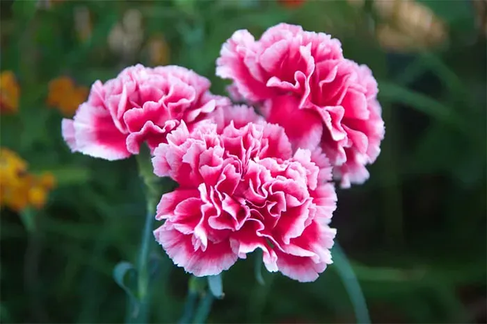 Hoa cẩm chướng: Ý nghĩa, giá thành và cách bố trí cho nội ngoại thất